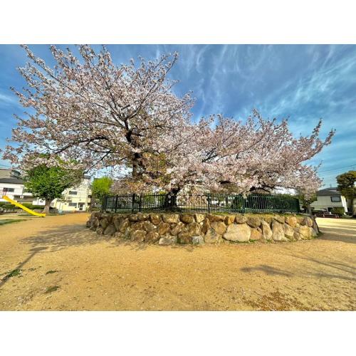 春には色鮮やかな桜の木が咲いています。