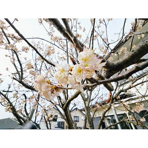 ■1本の大きな桜